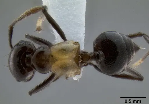 Crematogaster inflata specimen