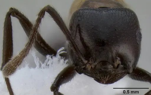 Crematogaster inflata specimen