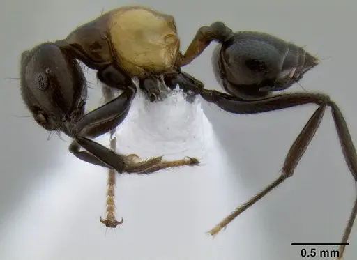 Crematogaster inflata specimen