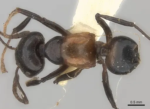 Crematogaster inflata - CASENT0217847
