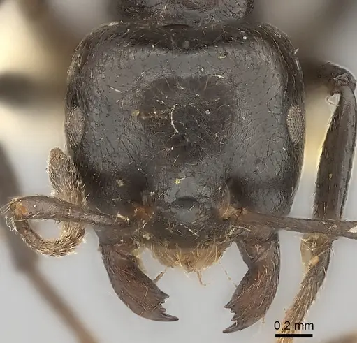 Crematogaster inflata - CASENT0217847