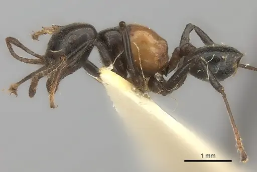 Crematogaster inflata - CASENT0217847