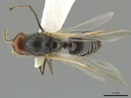 Crematogaster inflata - CASENT0634240