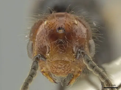 Crematogaster inflata - CASENT0634240