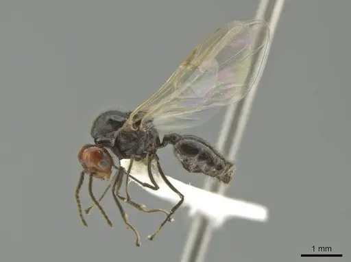 Crematogaster inflata - CASENT0634240