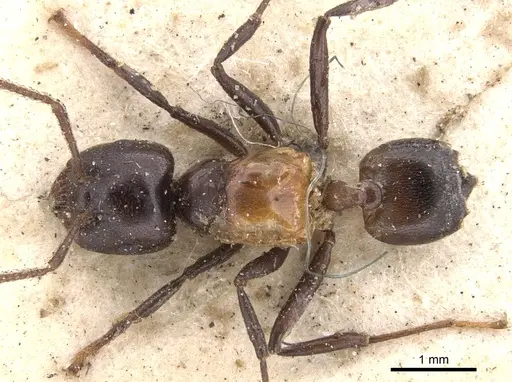 Crematogaster inflata - CASENT0901438
