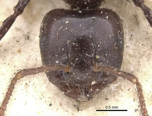 Crematogaster inflata - CASENT0901438