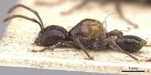 Crematogaster inflata - CASENT0901438