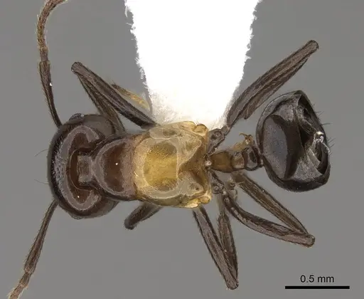 Crematogaster inflata - CASENT0922670