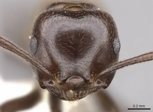 Crematogaster inflata - CASENT0922670