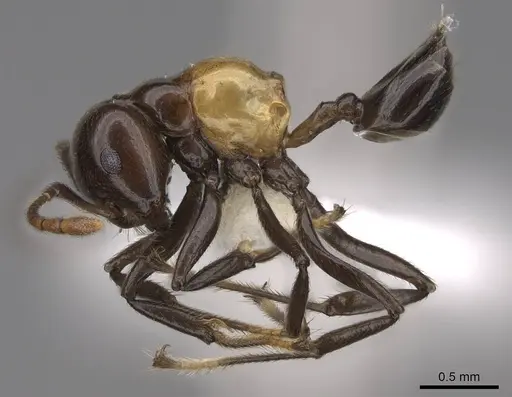 Crematogaster inflata - CASENT0922670