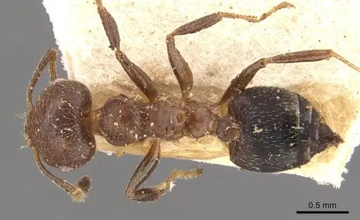 Crematogaster innocens specimen