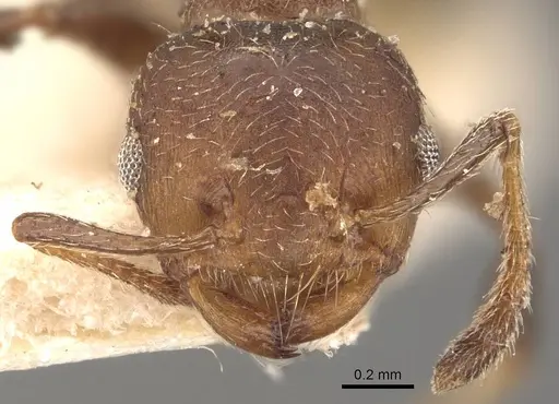 Crematogaster innocens specimen