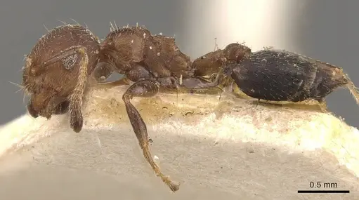 Crematogaster innocens specimen