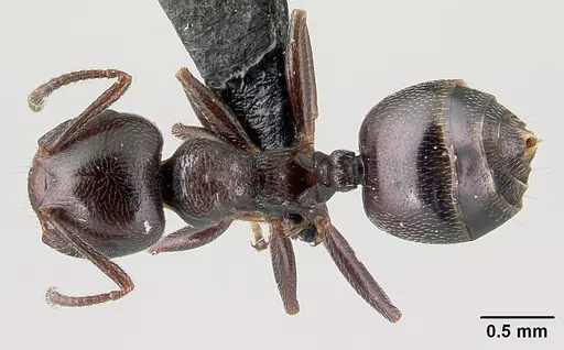 Crematogaster ionia specimen