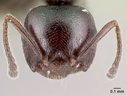 Crematogaster ionia specimen