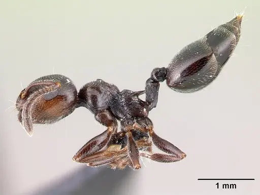 Crematogaster ionia specimen