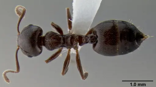 Crematogaster ionia - CASENT0193617