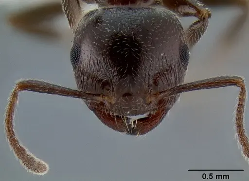 Crematogaster ionia - CASENT0193617