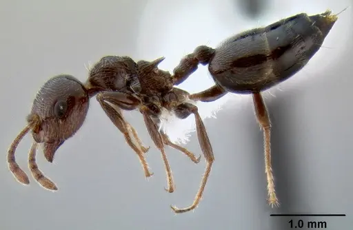 Crematogaster ionia - CASENT0193617