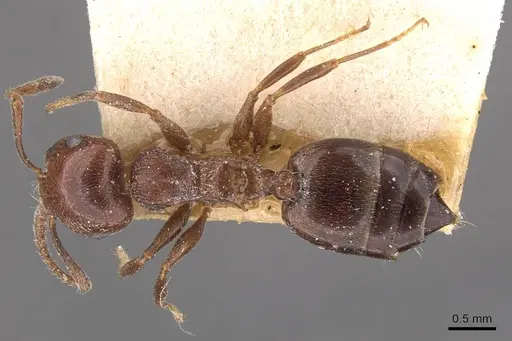 Crematogaster ionia - CASENT0908491