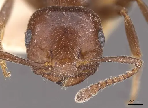 Crematogaster ionia - CASENT0908491