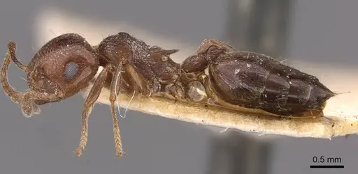 Crematogaster ionia - CASENT0908491