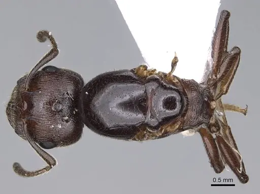 Crematogaster ionia - CASENT0914236