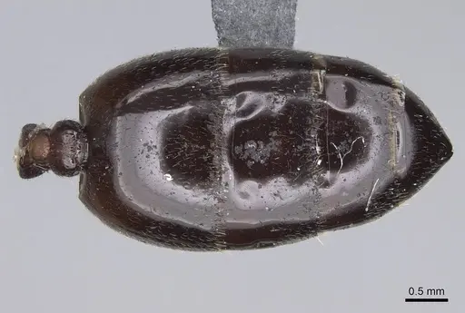 Crematogaster ionia - CASENT0914236