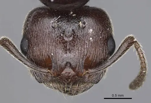 Crematogaster ionia - CASENT0914236