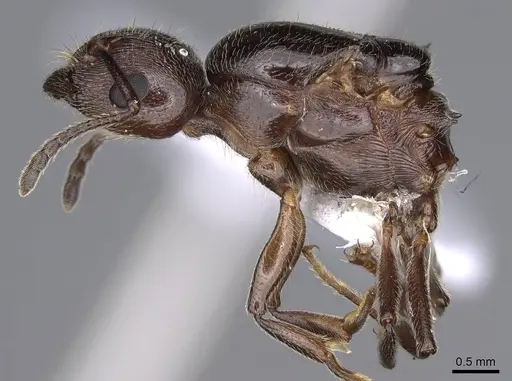Crematogaster ionia - CASENT0914236