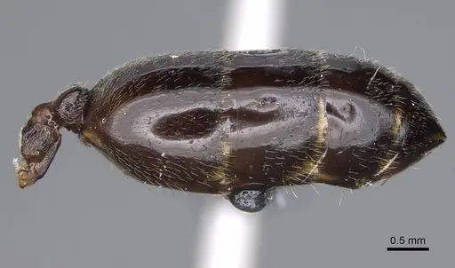 Crematogaster ionia - CASENT0914236