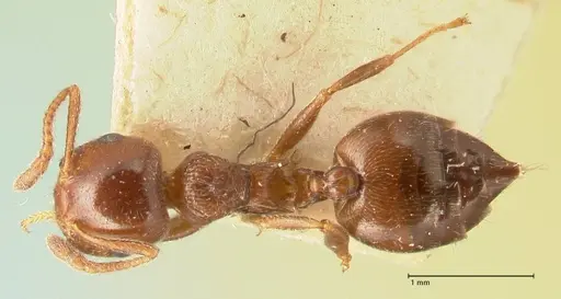 Crematogaster ionia - FOCOL1448