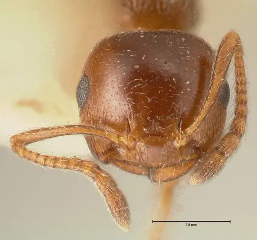 Crematogaster ionia - FOCOL1448