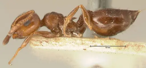 Crematogaster ionia - FOCOL1448