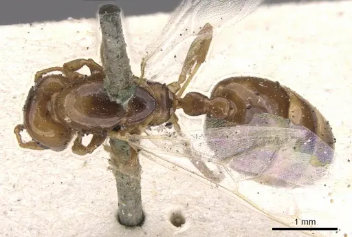 Crematogaster iridipennis specimen