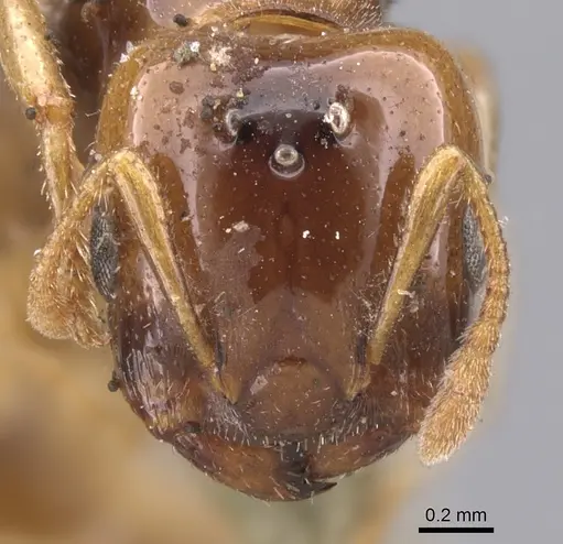Crematogaster iridipennis specimen