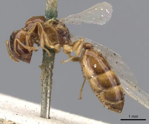 Crematogaster iridipennis specimen