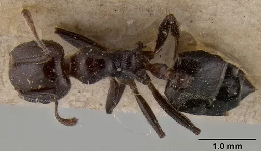 Crematogaster irritabilis specimen
