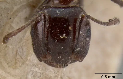 Crematogaster irritabilis specimen