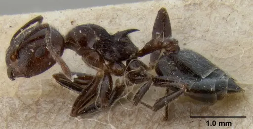 Crematogaster irritabilis specimen