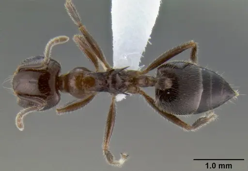 Crematogaster irritabilis - CASENT0193598