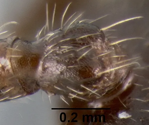 Crematogaster irritabilis - CASENT0193598