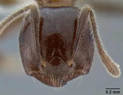 Crematogaster irritabilis - CASENT0193598