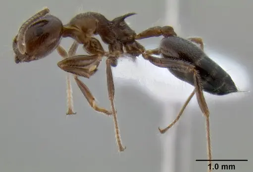 Crematogaster irritabilis - CASENT0193598