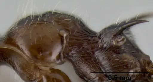 Crematogaster irritabilis - CASENT0193598