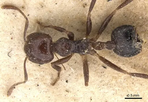 Crematogaster irritabilis - CASENT0901444