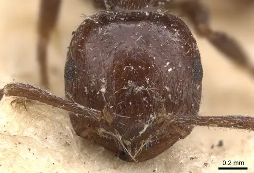 Crematogaster irritabilis - CASENT0901444