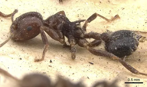 Crematogaster irritabilis - CASENT0901444