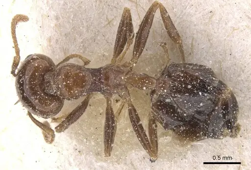 Crematogaster irritabilis - CASENT0912772